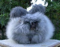 Ангорская пуховая порода кроликов